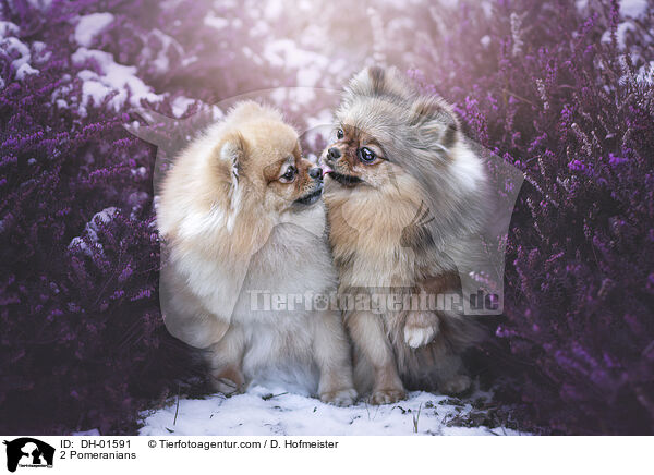 2 Zwergspitze / 2 Pomeranians / DH-01591
