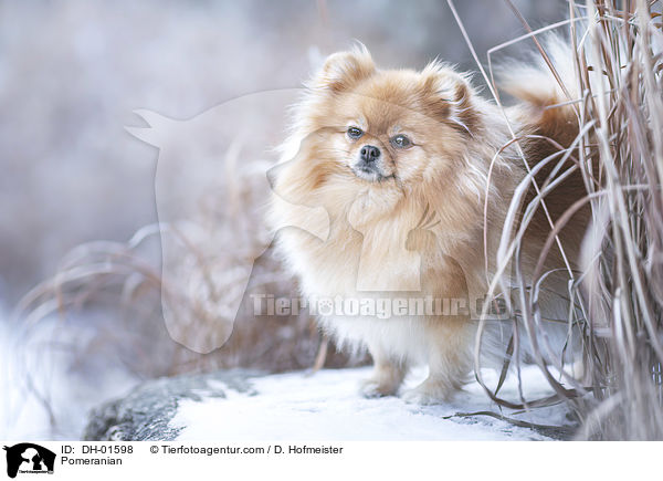 Pomeranian / DH-01598