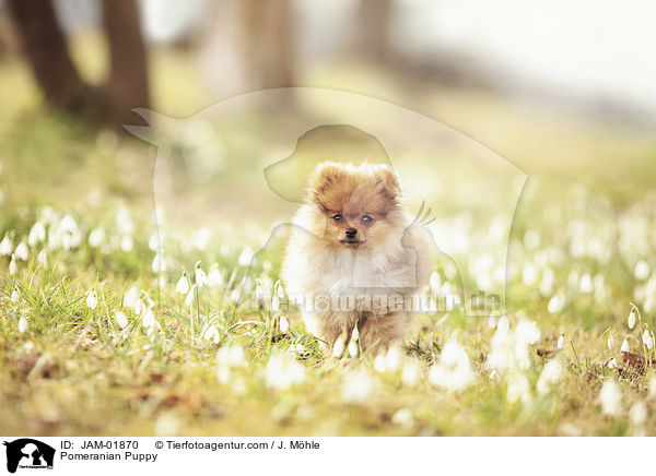 Zwergspitz Welpe / Pomeranian Puppy / JAM-01870
