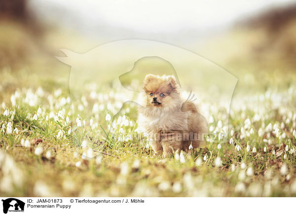 Zwergspitz Welpe / Pomeranian Puppy / JAM-01873