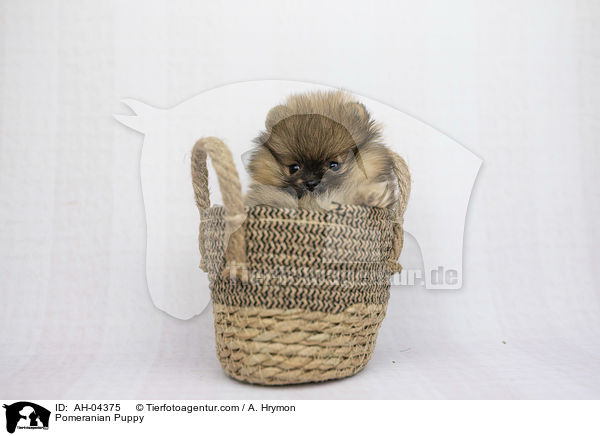 Zwergspitz Welpe / Pomeranian Puppy / AH-04375