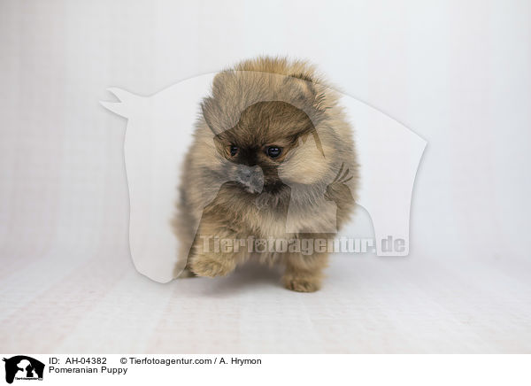 Zwergspitz Welpe / Pomeranian Puppy / AH-04382