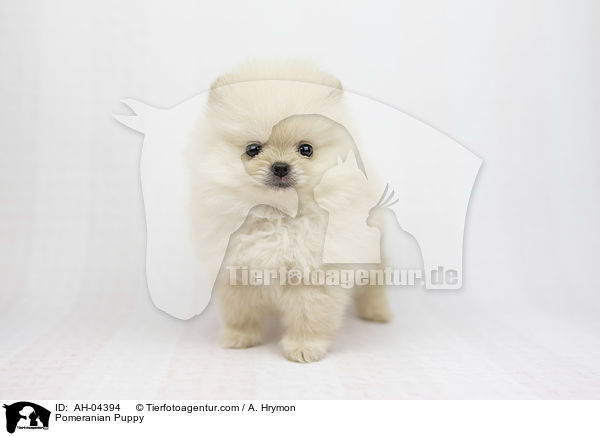 Zwergspitz Welpe / Pomeranian Puppy / AH-04394