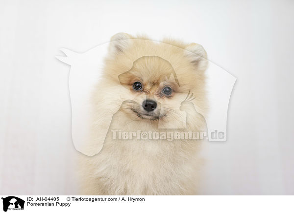 Zwergspitz Welpe / Pomeranian Puppy / AH-04405