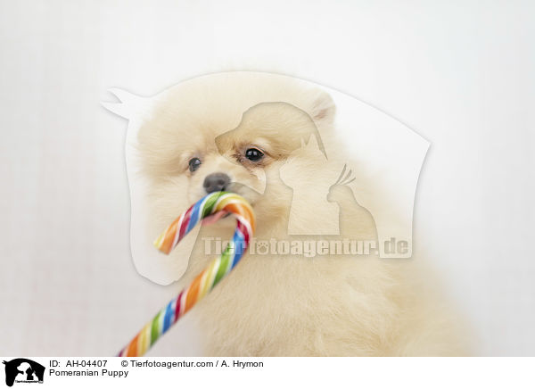 Zwergspitz Welpe / Pomeranian Puppy / AH-04407