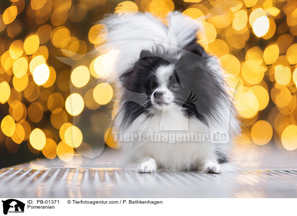 Zwergspitz / Pomeranian / PB-01371