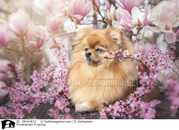 Pomeranian in spring / DH-01812