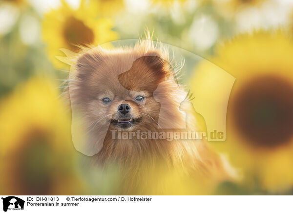 Zwergspitz im Sommer / Pomeranian in summer / DH-01813