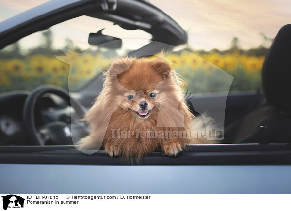 Zwergspitz im Sommer / Pomeranian in summer / DH-01815