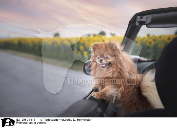 Zwergspitz im Sommer / Pomeranian in summer / DH-01816