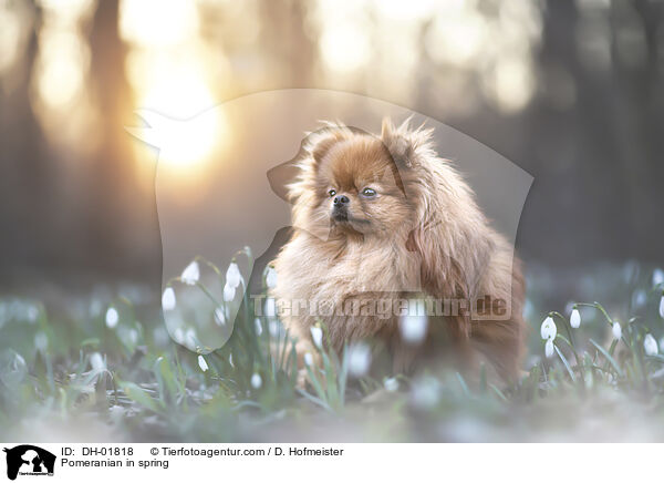 Zwergspitz im Frhling / Pomeranian in spring / DH-01818