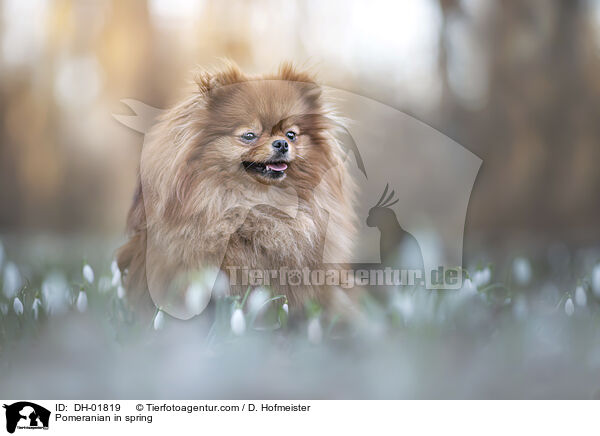 Pomeranian in spring / DH-01819