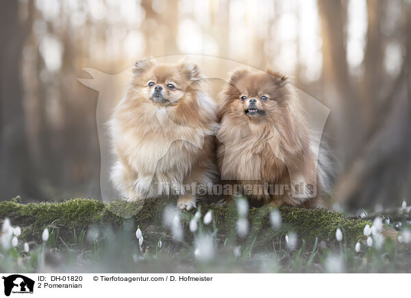 2 Pomeranian / DH-01820