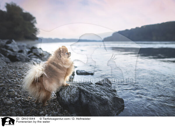 Zwergspitz am Wasser / Pomeranian by the water / DH-01844