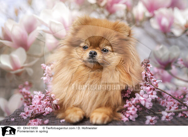 Pomeranian in spring / DH-01850