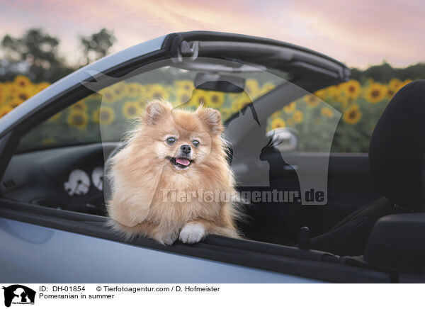 Zwergspitz im Sommer / Pomeranian in summer / DH-01854