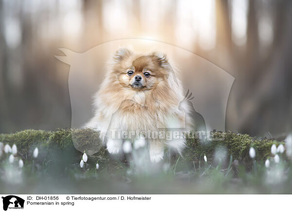Pomeranian in spring / DH-01856