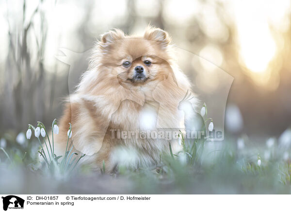 Pomeranian in spring / DH-01857