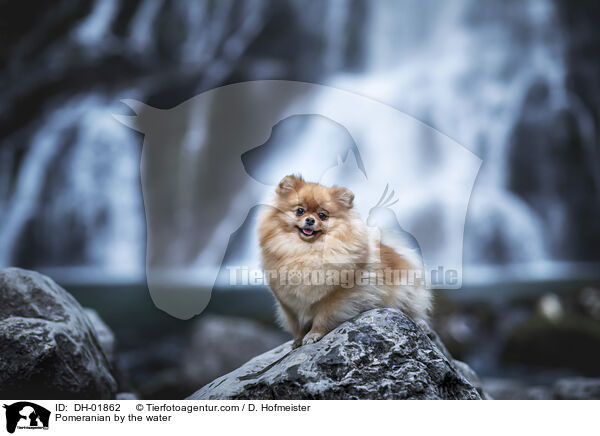 Pomeranian by the water / DH-01862