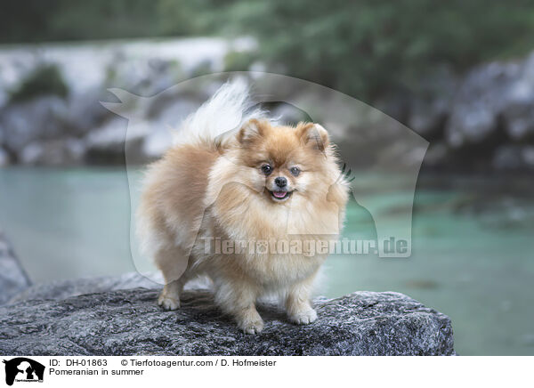 Pomeranian in summer / DH-01863