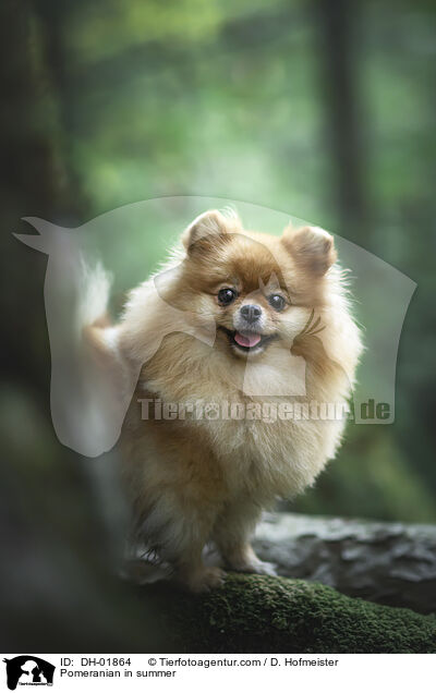 Zwergspitz im Sommer / Pomeranian in summer / DH-01864