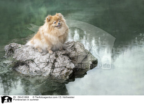 Zwergspitz im Sommer / Pomeranian in summer / DH-01868