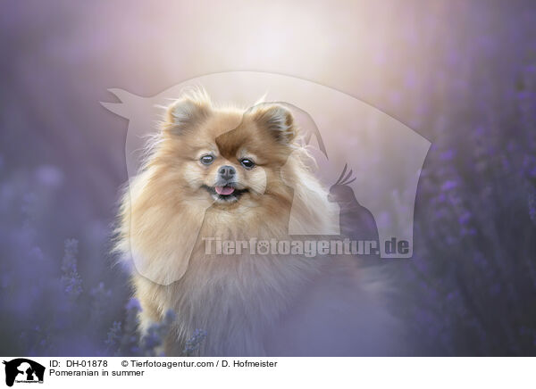 Pomeranian in summer / DH-01878