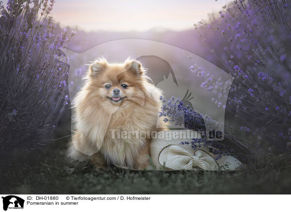 Pomeranian in summer / DH-01880