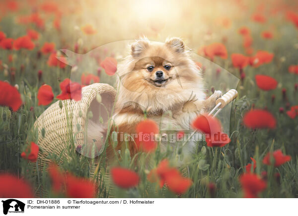 Zwergspitz im Sommer / Pomeranian in summer / DH-01886