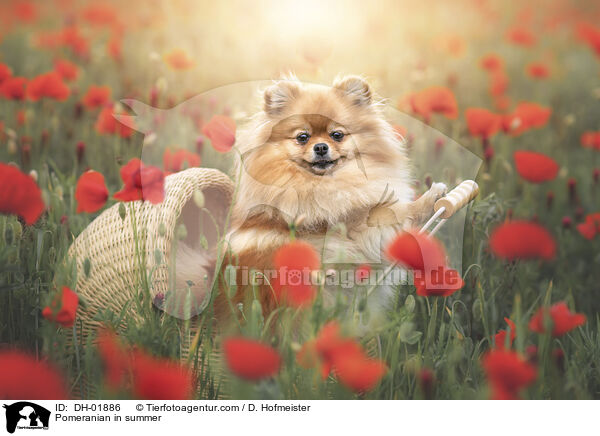 Pomeranian in summer / DH-01886