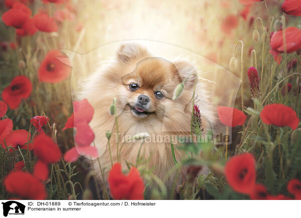 Pomeranian in summer / DH-01889