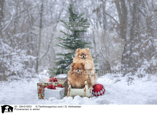 Zwergspitz im Winter / Pomeranian in winter / DH-01903