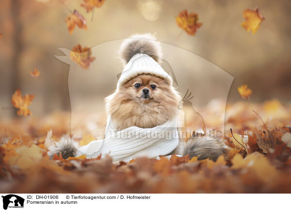 Pomeranian in autumn / DH-01906