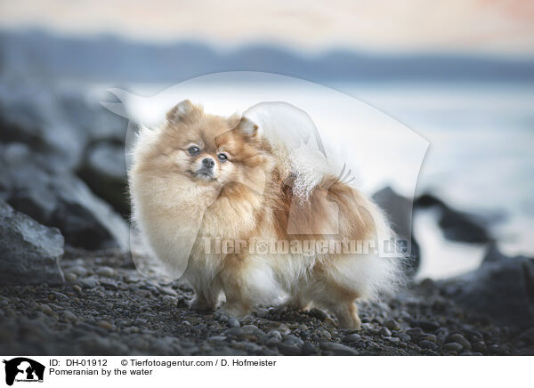 Pomeranian by the water / DH-01912