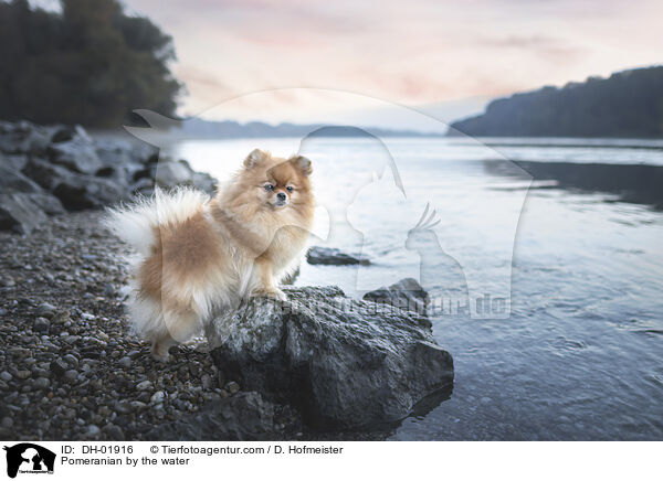 Zwergspitz am Wasser / Pomeranian by the water / DH-01916