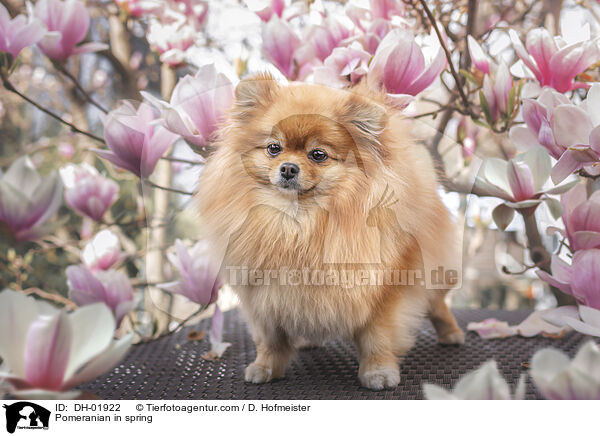 Pomeranian in spring / DH-01922