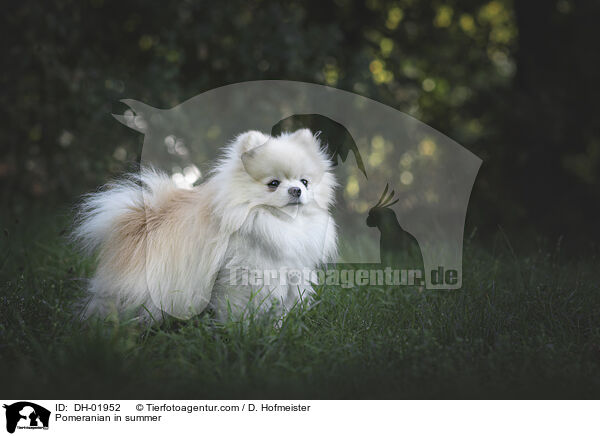 Zwergspitz im Sommer / Pomeranian in summer / DH-01952