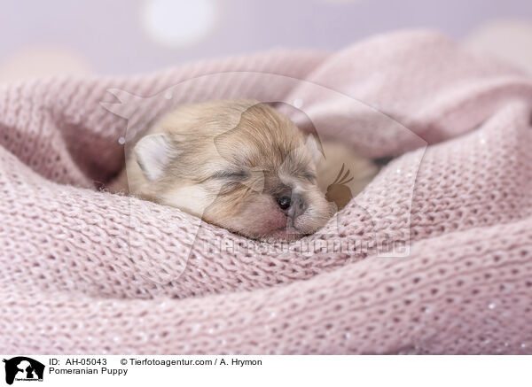 Pomeranian Puppy / AH-05043