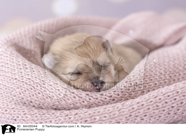 Zwergspitz Welpe / Pomeranian Puppy / AH-05044
