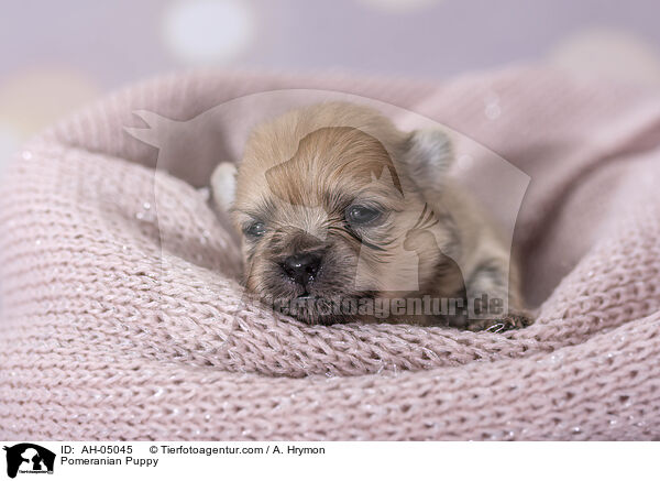 Zwergspitz Welpe / Pomeranian Puppy / AH-05045
