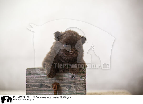 Zwergspitz Welpe / Pomeranian Puppy / MW-27230