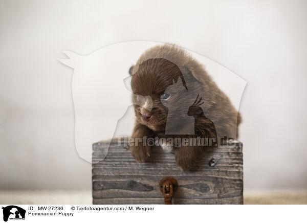 Zwergspitz Welpe / Pomeranian Puppy / MW-27236