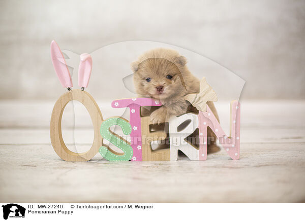 Zwergspitz Welpe / Pomeranian Puppy / MW-27240