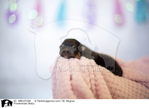 Zwergspitz Baby / Pomeranian Baby / MW-27256