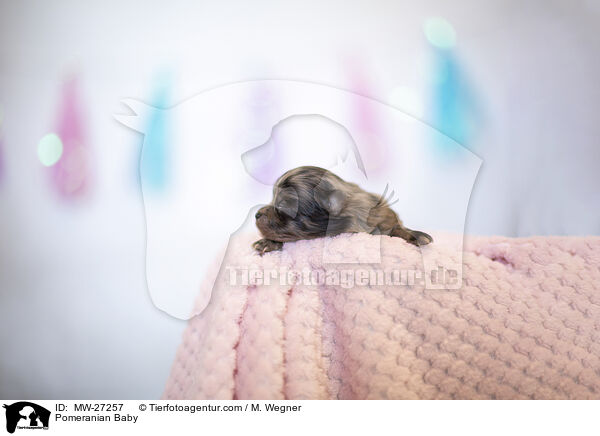 Zwergspitz Baby / Pomeranian Baby / MW-27257