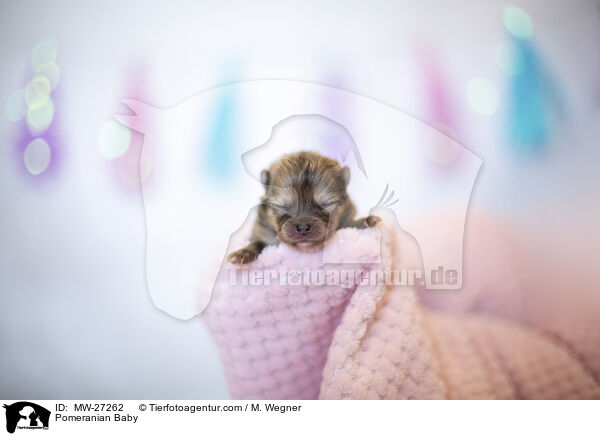 Zwergspitz Baby / Pomeranian Baby / MW-27262