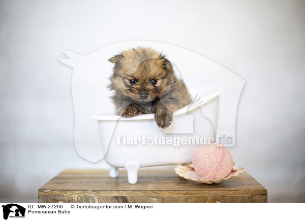 Zwergspitz Baby / Pomeranian Baby / MW-27266