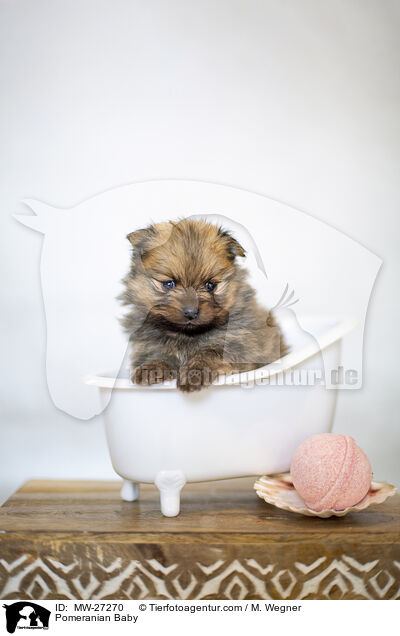 Zwergspitz Baby / Pomeranian Baby / MW-27270