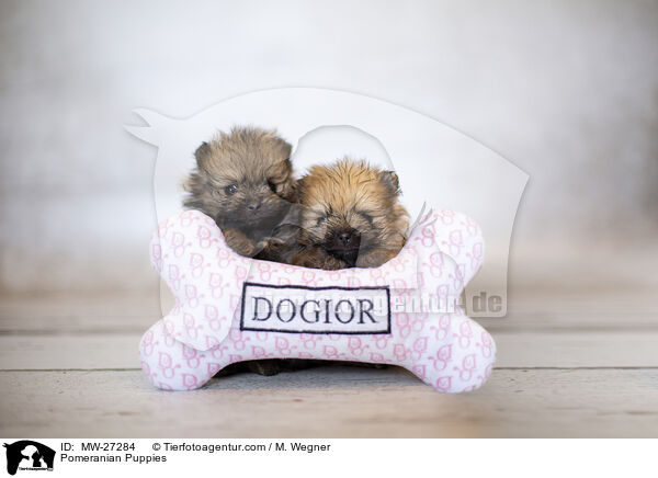 Zwergspitz Welpen / Pomeranian Puppies / MW-27284