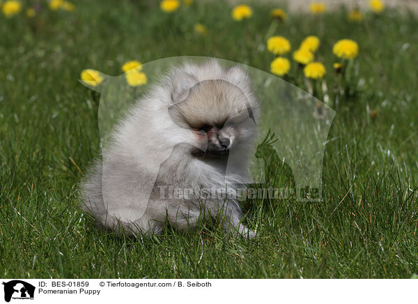 Zwergspitz Welpe / Pomeranian Puppy / BES-01859